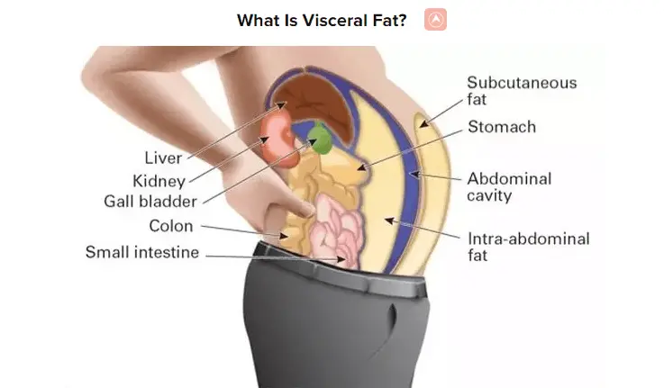 what us visceral fat