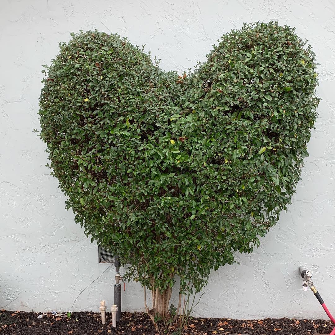 Heart-shaped Topiary