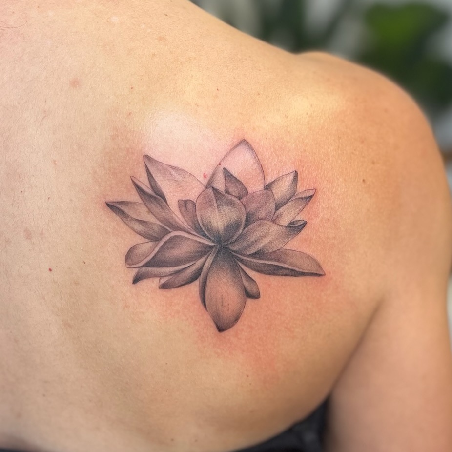 Blooming lotus