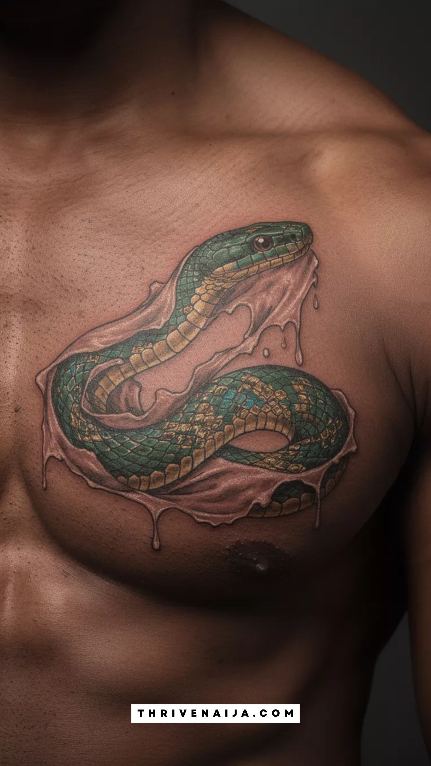 The Snake Shedding Its Skin on a Chest Plate